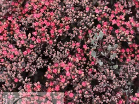Sedum hybride 'Sunsparkler Dazzleberry'