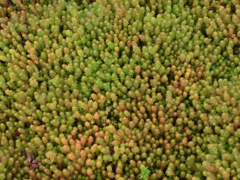 Sedum sexangulare