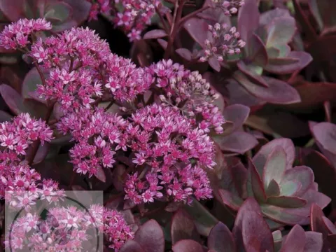 Sedum hybride 'Sunsparkler Firecracker'