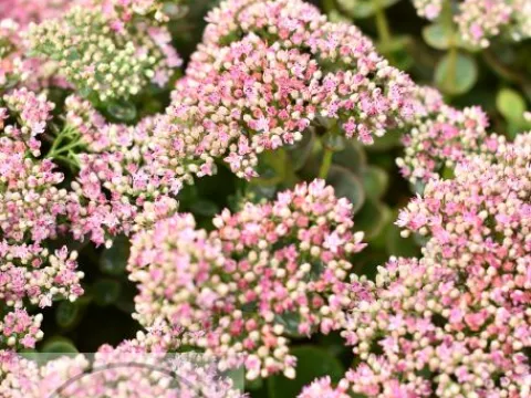 Sedum hybride 'Sunsparkler Lime Zinger'