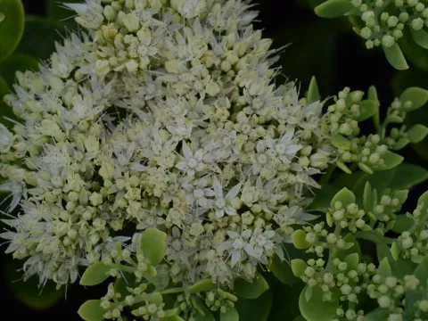 Sedum spectabile 'Stardust'