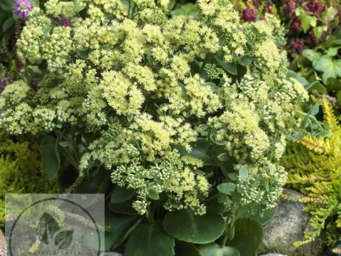 Sedum hybride 'Sunkissed' PBR