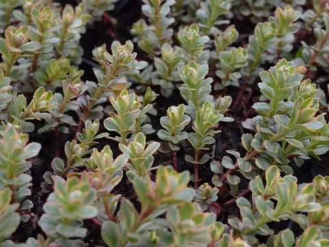 Sedum spurium 'Tricolor'