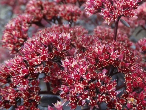 Sedum hybride 'Touchdown Teak' PBR