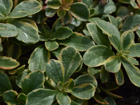 Sedum kamt. 'Variegatum'