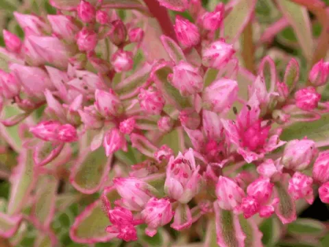 Sedum spurium 'Variegatum'