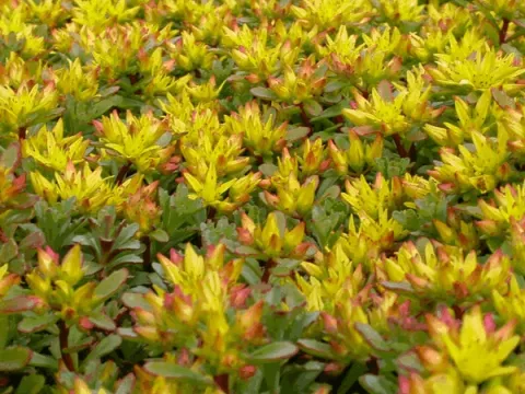 Sedum flor. 'Weihenstephaner Gold'