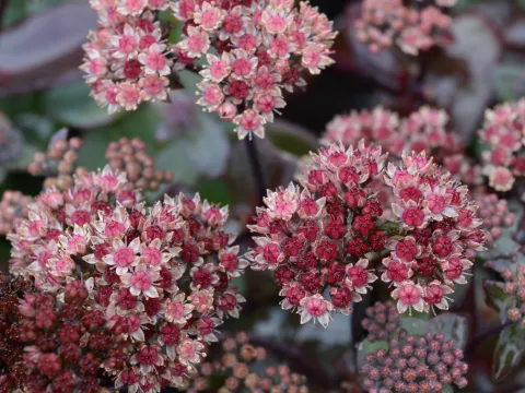 Sedum hybride 'Xenox'