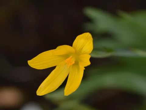 Sisyrinchium californicum (brachypus)
