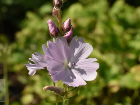 Sidalcea 'Elsie Heugh'
