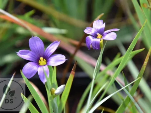 Sisyrinchium angustifolium 'Lucerne'