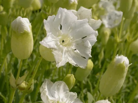 Silene maritima 'Weisskehlchen'
