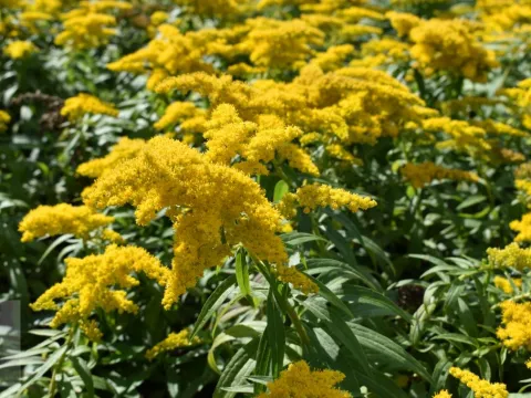 Solidago 'Golden Dwarf'