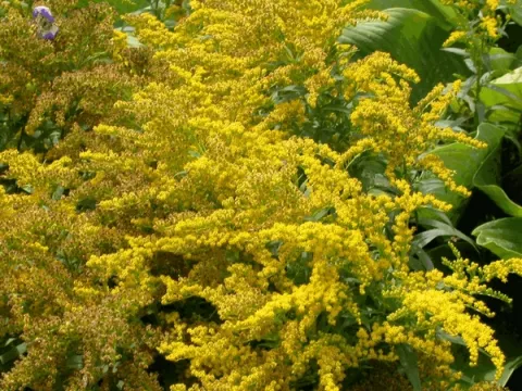 Solidago 'Goldkind'