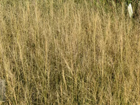 Sporobolus airoides 'Delicatesse'