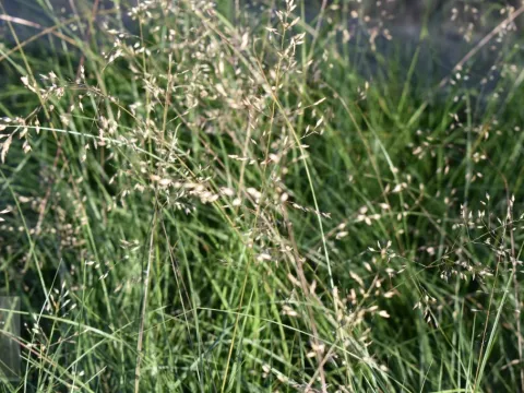 Sporobolus heterolepsis