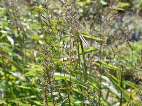 Spodiopogon sibiricus