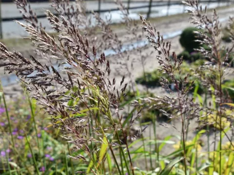 Spodiopogon sibiricus 'West Lake'