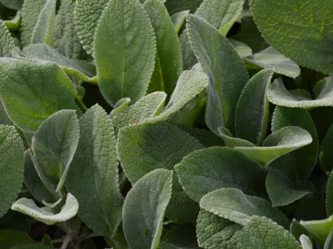 Stachys byz. 'Big Ears'