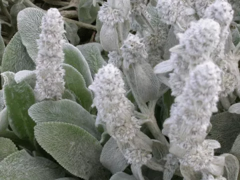 Stachys byzantina (lanata)
