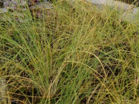 Stipa capillata