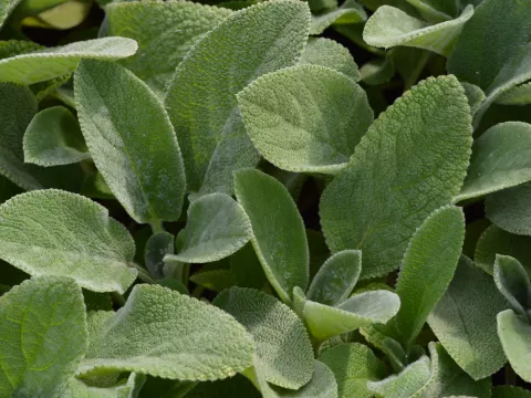 Stachys byz. 'Cotton Ball'