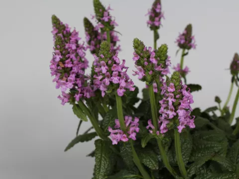 Stachys officinalis 'Ukkie'