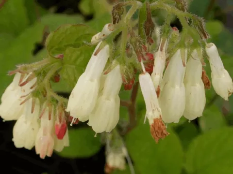 Symphytum grandiflorum