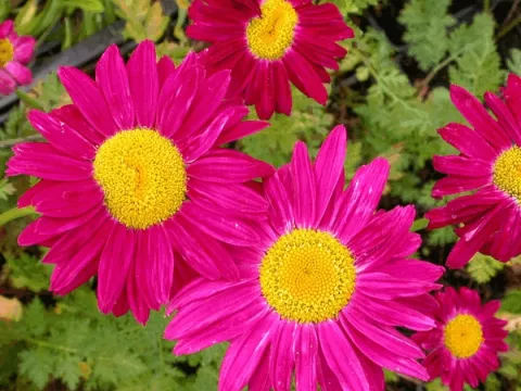 Tanacetum (C) 'Robinson's Red'