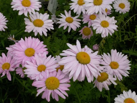 Tanacetum (C) 'Robinson's Rose'