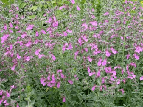 Teucrium lucidrys (chamaedrys)