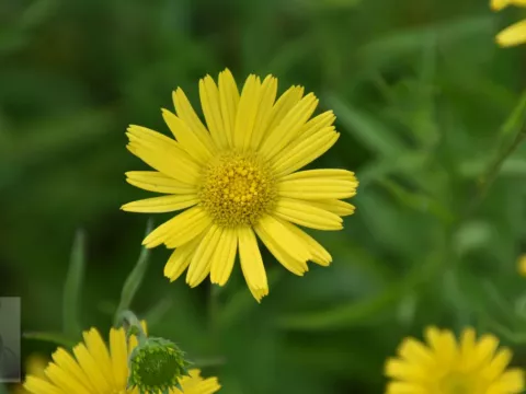 Telekia speciosa (Buphthalmum)