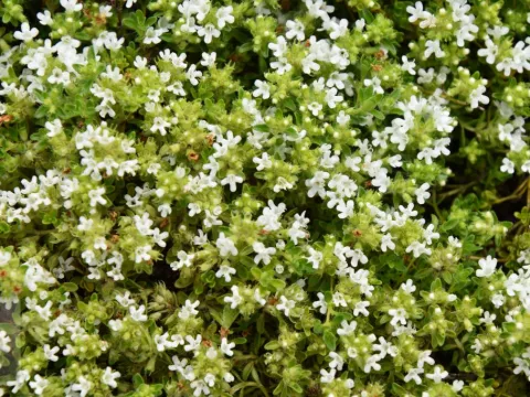 Thymus praecox 'Albiflorus'