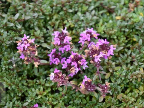 Thymus praecox 'Coccineus'