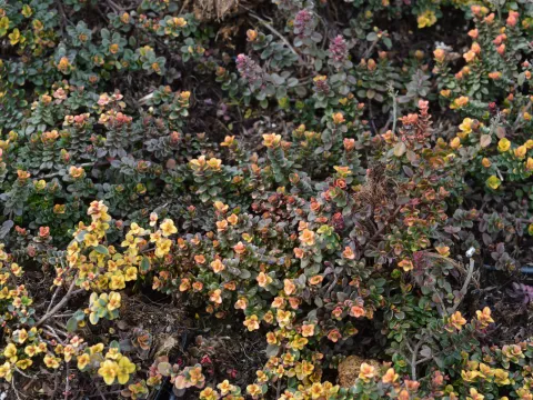 Thymus 'Doone Valley'