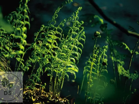 Thelypteris palustris