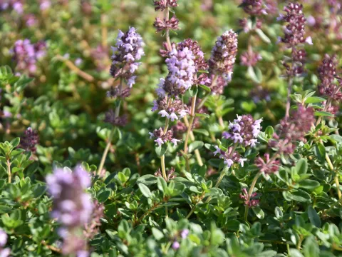 Thymus pulegioides