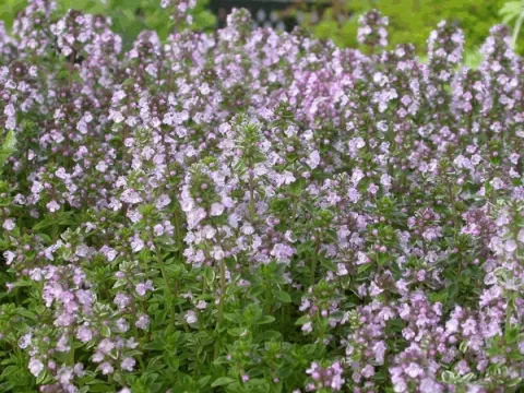 Thymus citriodorus 'Silver Queen'