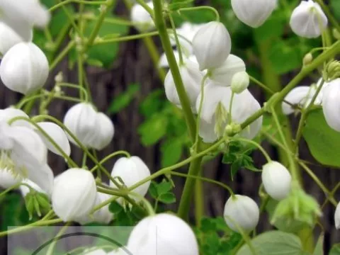 Thalictrum hybr. 'Splendide White'