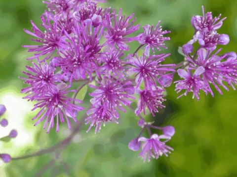Thalictrum aquil. 'Thundercloud'