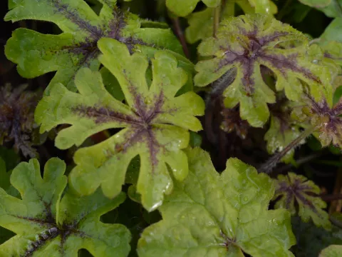 Tiarella 'Iron Butterfly'