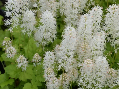 Tiarella cordifolia 'Moorgrün'