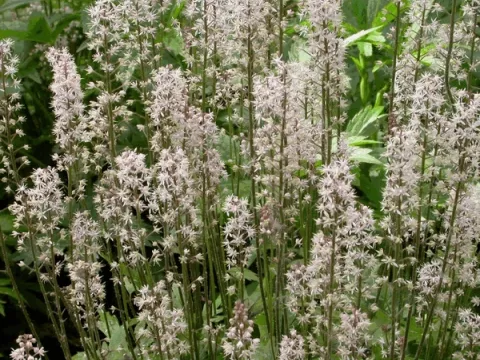 Tiarella 'Skeleton Key'