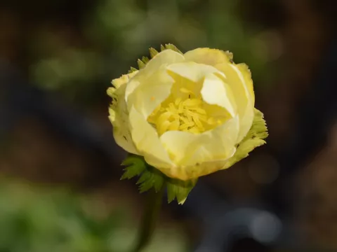 Trollius 'Alabaster'