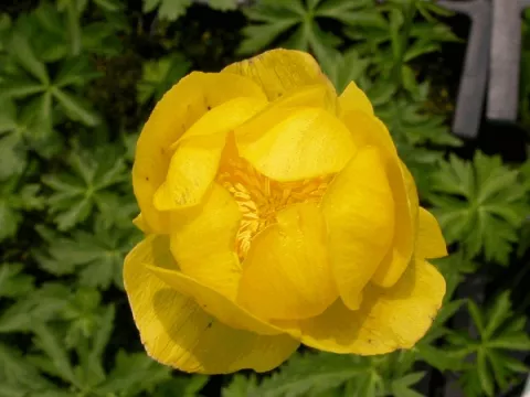 Trollius europaeus