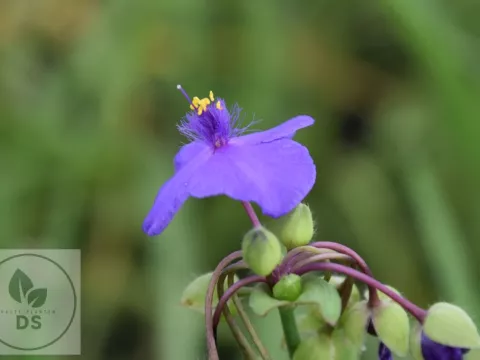 Tradescantia (A) 'Leonora'