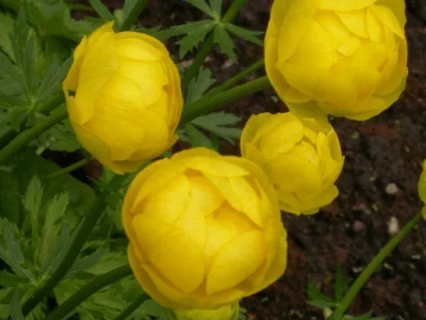 Trollius 'Lemon Queen'