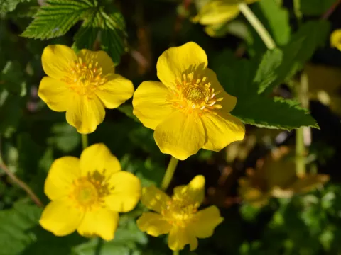 Trollius pumilus