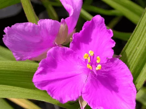 Tradescantia (A) 'Rubra'