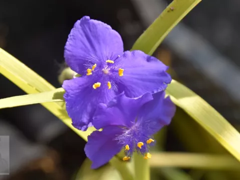 Tradescantia (A) 'Sweet Kate'